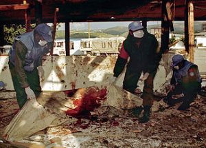 UNIFIL Peacekeepers (Qana 1996) Remove Artillery Attack Victim Remains